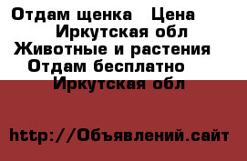 Отдам щенка › Цена ­ 10 - Иркутская обл. Животные и растения » Отдам бесплатно   . Иркутская обл.